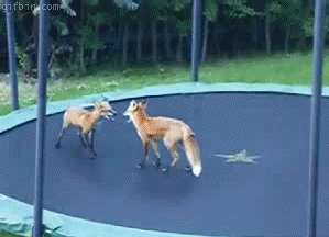 Arctic Fox is bouncy, bouncy